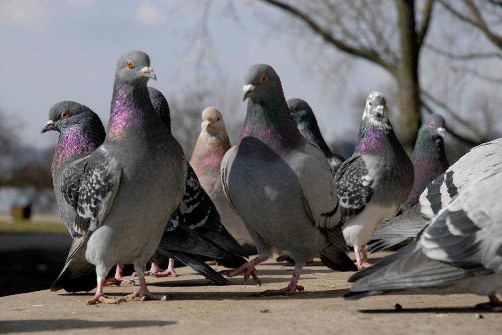 ch3d-nuisibles.site-vistalid-pigeons-nuisances
